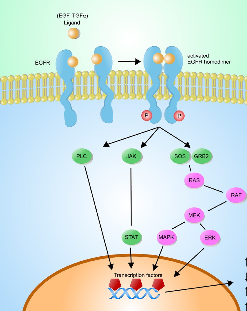 Cell signaling screening using protein arrays