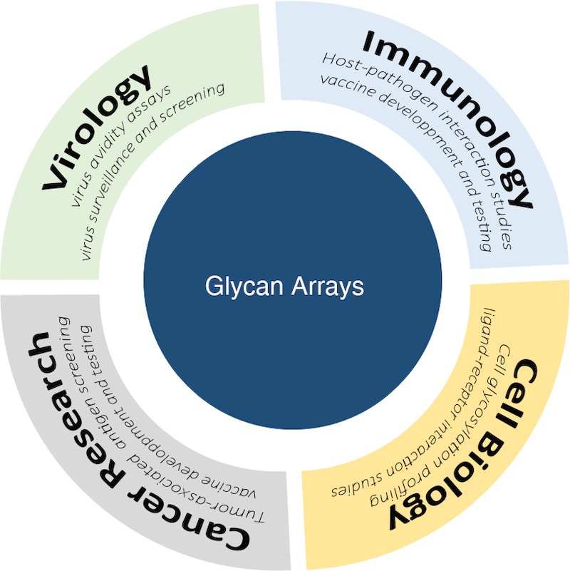 Major applications of glycan arrays done by Innopsys’ users