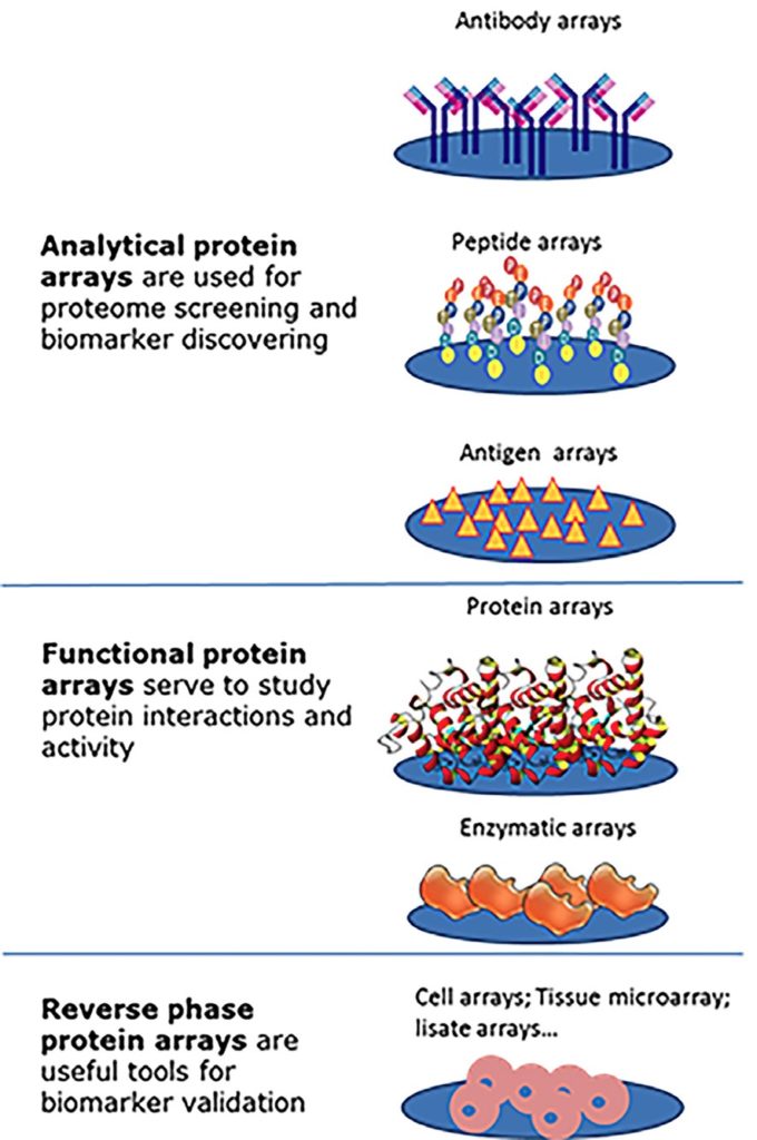 Different type of protein arrays for which InnoScan scanners are compatible