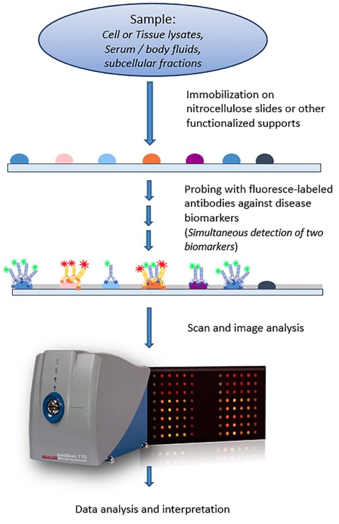 Reverse Phase Protein Arrays 2 RPPA workflow