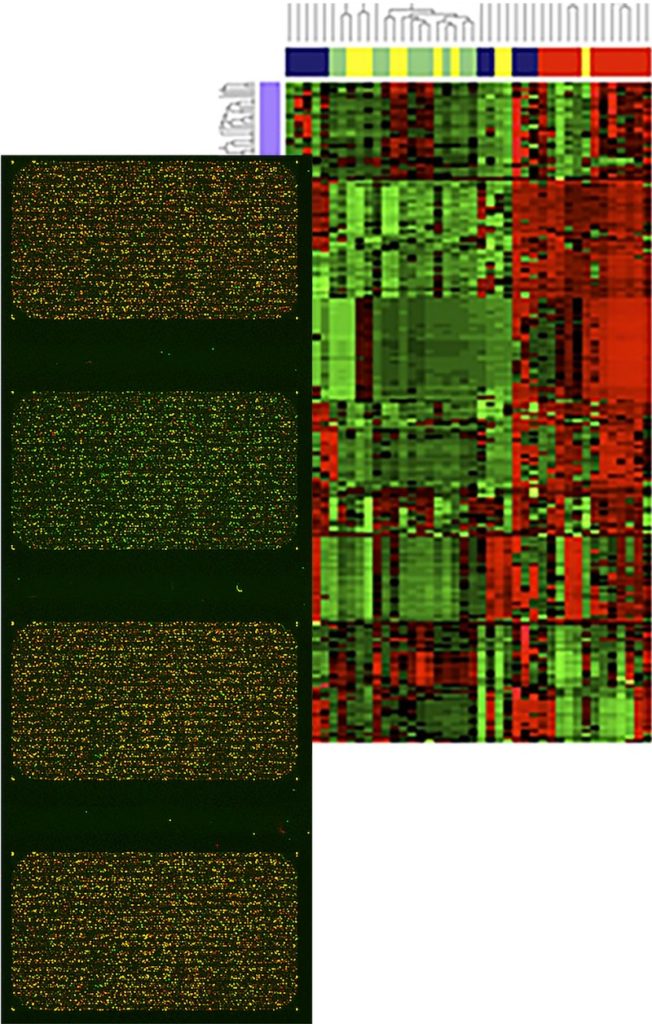 Transcriptomics 2 mRNA arrays to analyse gene expression signatures