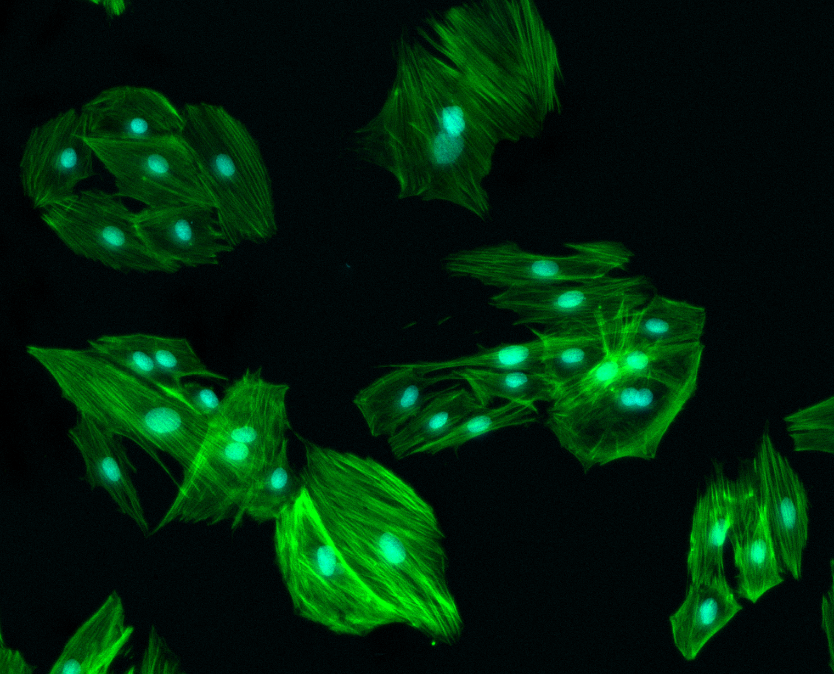 cell imuno