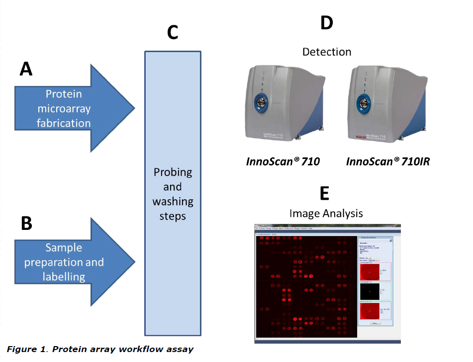 protein microarray scanner