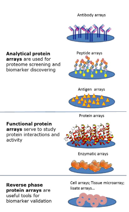 protein microarray types