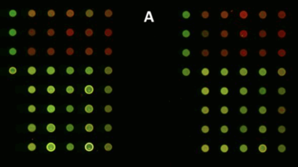 Representative RPPA microarray scanner