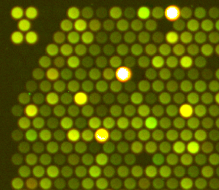 InnoScan 710-IR Scanner excels at cytokine detection in conjunction with pGOLD chips