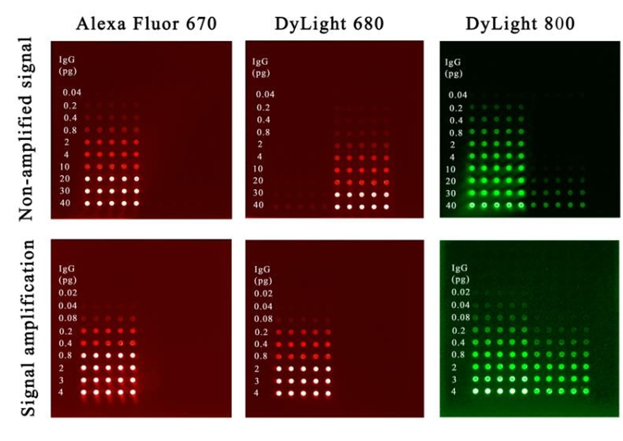 Fluorescent detection methods for protein microarray applications ...