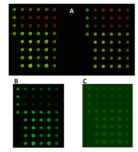 Representative RPPA microarray scanner