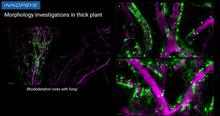 Fluorescence plant imaging slide scanner InnoQuant