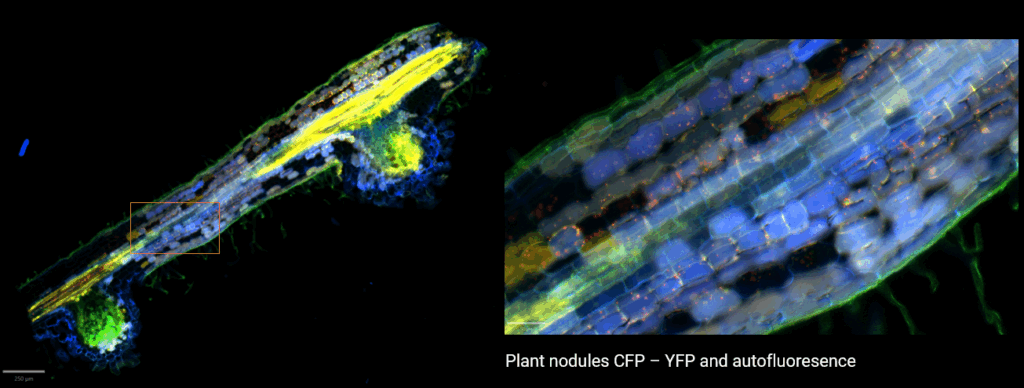 Fluorescence plant imaging slide scanner InnoQuant plant nodule