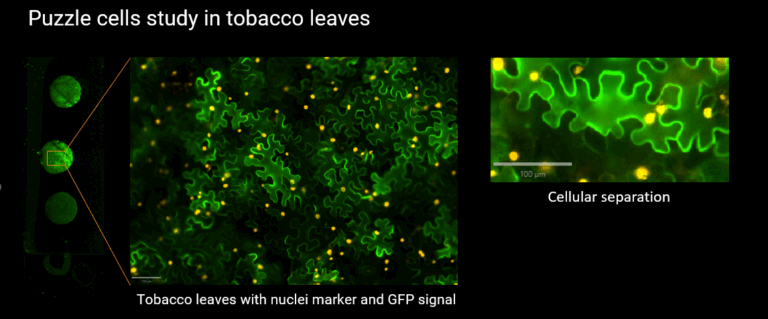 Fluorescence plant imaging slide scanner InnoQuant tobacco leaves