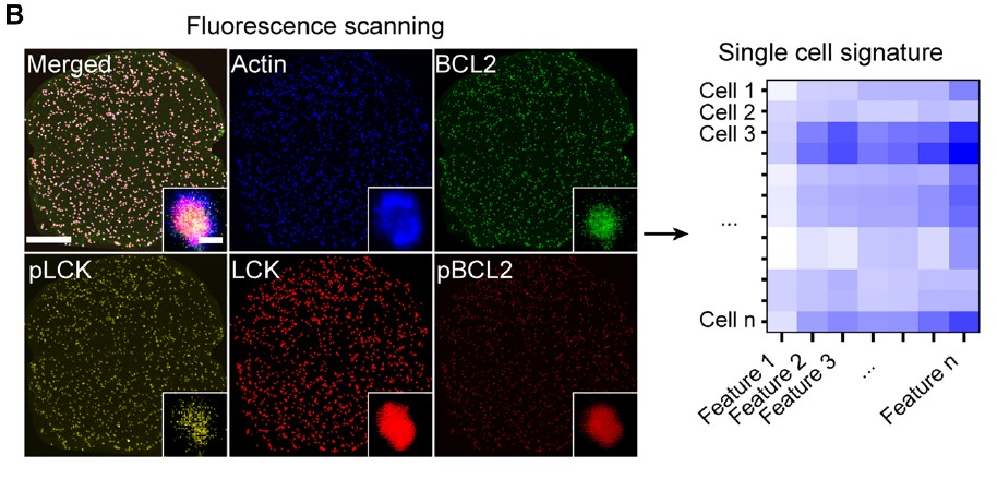 Single-Cell Spatial Proteomics for Precision Pharmacotyping